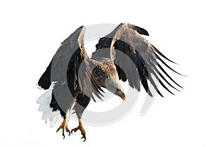 Adult White-tailed eagle in flight. Isolated on White background.
