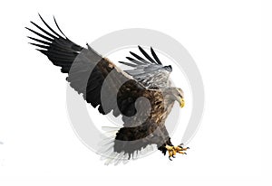 Adult White-tailed eagle in flight. Isolated on White background.