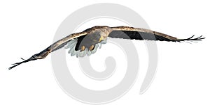 Adult White-tailed eagle in flight. Isolated on White background.