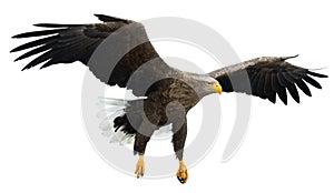 Adult White tailed eagle in flight. Isolated on White background. Scientific name: Haliaeetus albicilla, also known as the ern,