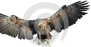 Adult White tailed eagle in flight. Isolated on White background. Scientific name: Haliaeetus albicilla, also known as the ern,