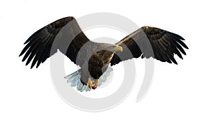 Adult White tailed eagle in flight. Isolated on White background. Scientific name: Haliaeetus albicilla, also known as the ern,