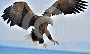 Adult White-tailed eagle in flight. Scientific name: Haliaeetus albicilla