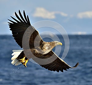 Adult White-tailed eagle in flight. Scientific name: Haliaeetus albicilla, also known as the ern, erne, gray eagle, Eurasian sea