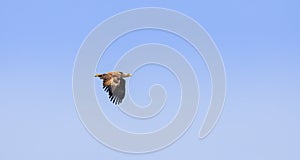 Adult White-tailed eagle in flight. Sky background. Scientific name: Haliaeetus albicilla