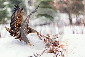 Adult White-tailed eagle Haliaeetus albicilla eating meat from dead fox