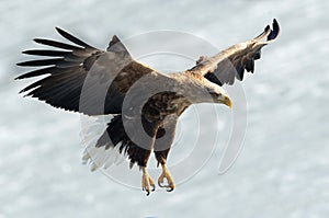 Adult White-tailed eagle is landed.