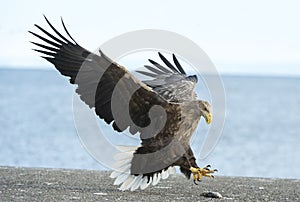 Adult White tailed eagle landed. Blue sky and ocean background.