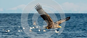 Adult White-tailed eagle in motion, fishing. Blue Ocean Background. Scientific name: Haliaeetus albicilla.