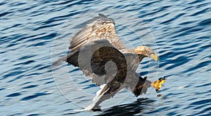 Adult White-tailed eagle in motion, fishing. Blue Ocean Background. Scientific name: Haliaeetus albicilla.