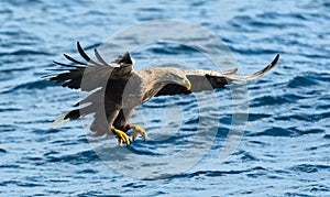 Adult White-tailed eagle in motion, fishing. Blue Ocean Background. Scientific name: Haliaeetus albicilla, also known as the ern,