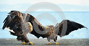 Adult White tailed eagles. Blue sky background. Scientific name: Haliaeetus albicilla, also known as the ern, erne, gray