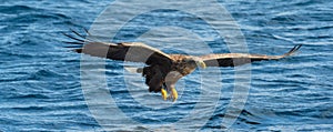 Adult White-tailed eagles fishing. Blue Ocean Background.