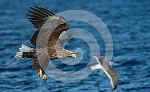 Adult White-tailed eagles fishing. Blue Ocean Background. Scientific name: Haliaeetus albicilla, also known as the ern, erne, gray