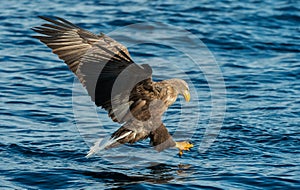 Adult White-tailed eagles fishing. Blue Ocean Background. Scientific name: Haliaeetus albicilla, also known as the ern, erne, gray