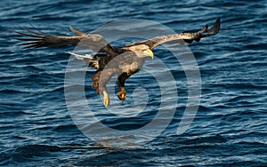 Adult White-tailed eagles fishing. Blue Ocean Background. Scientific name: Haliaeetus albicilla, also known as the ern, erne, gray