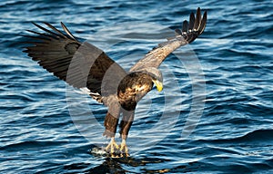 Adult White-tailed eagles fishing. Blue Ocean Background. Scientific name: Haliaeetus albicilla, also known as the ern, erne, gray