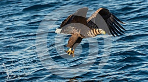 Adult White-tailed eagles fishing. Blue Ocean Background. Scientific name: Haliaeetus albicilla, also known as the ern, erne, gray