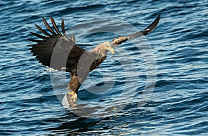 Adult White-tailed eagles fishing. Blue Ocean Background. Scientific name: Haliaeetus albicilla, also known as the ern, erne, gray