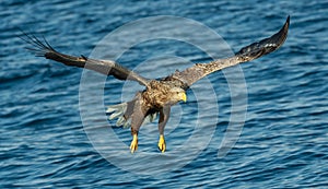 Adult White-tailed eagles fishing. Blue Ocean Background. Scientific name: Haliaeetus albicilla, also known as the ern, erne, gray