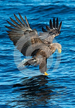 Adult White-tailed eagles fishing. Blue Ocean Background. Scientific name: Haliaeetus albicilla, also known as the ern, erne, gray