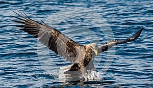 Adult White-tailed eagles fishing. Front view. Blue Ocean Background. Scientific name: Haliaeetus albicilla, also known as the ern