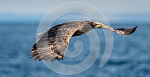 Adult White-tailed in flight. Blue Ocean Background.