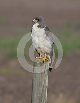 Adult White-tailed Hawk