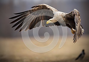 Adult white-tailed sea eagle in flight