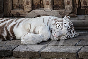 Adult white tiger of Pairi Daiza - Belgium