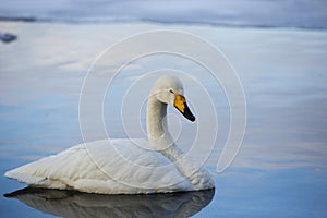 Adult Whooper Swan on Still Blue Water