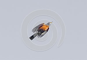 Adult wild American robin - Turdus migratorius - Isolated on light background while in flight
