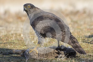 Adult wild azor, Accipiter gentilis, feeding on a rabbit that has hunted. Leon, Spain photo