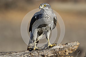 Adult wild azor, Accipiter gentilis, perched on its usual perch