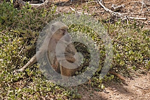 An adult wild baboon monkey sits on the grass of the savanna