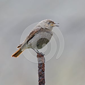 Adult wild bird photographed close.