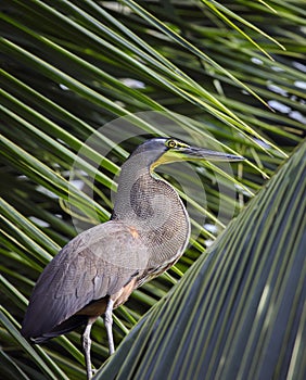 Adult wild blue heron sits on the leaves of palm tree on the banks of tropical river