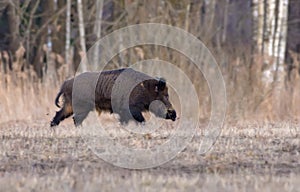 Adult wild boar male runs alone in the early spring field near the wood in the evening