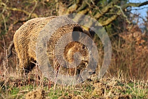 Adult wild boar Sus scrofa