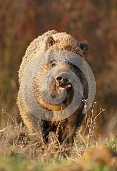 Adult wild boar Sus scrofa