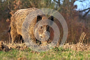 Adult wild boar Sus scrofa