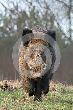 Adult wild boar Sus scrofa