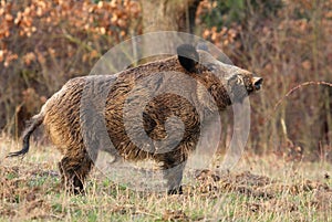 Adult wild boar Sus scrofa