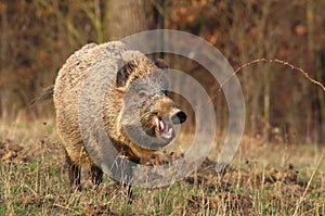 Adult wild boar Sus scrofa