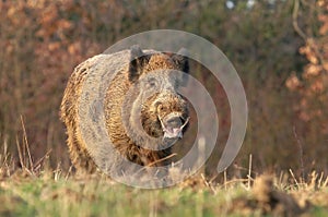 Adult wild boar Sus scrofa