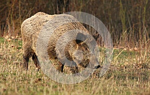 Adult wild boar Sus scrofa