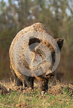 Adult wild boar Sus scrofa
