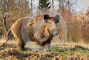 Adult wild boar Sus scrofa