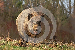 Adult wild boar Sus scrofa