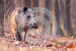 Adult wild boar walking through the sunny forest in autumn and sniffing